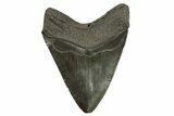 Fossil Megalodon Tooth - Giant River Meg #339281-2